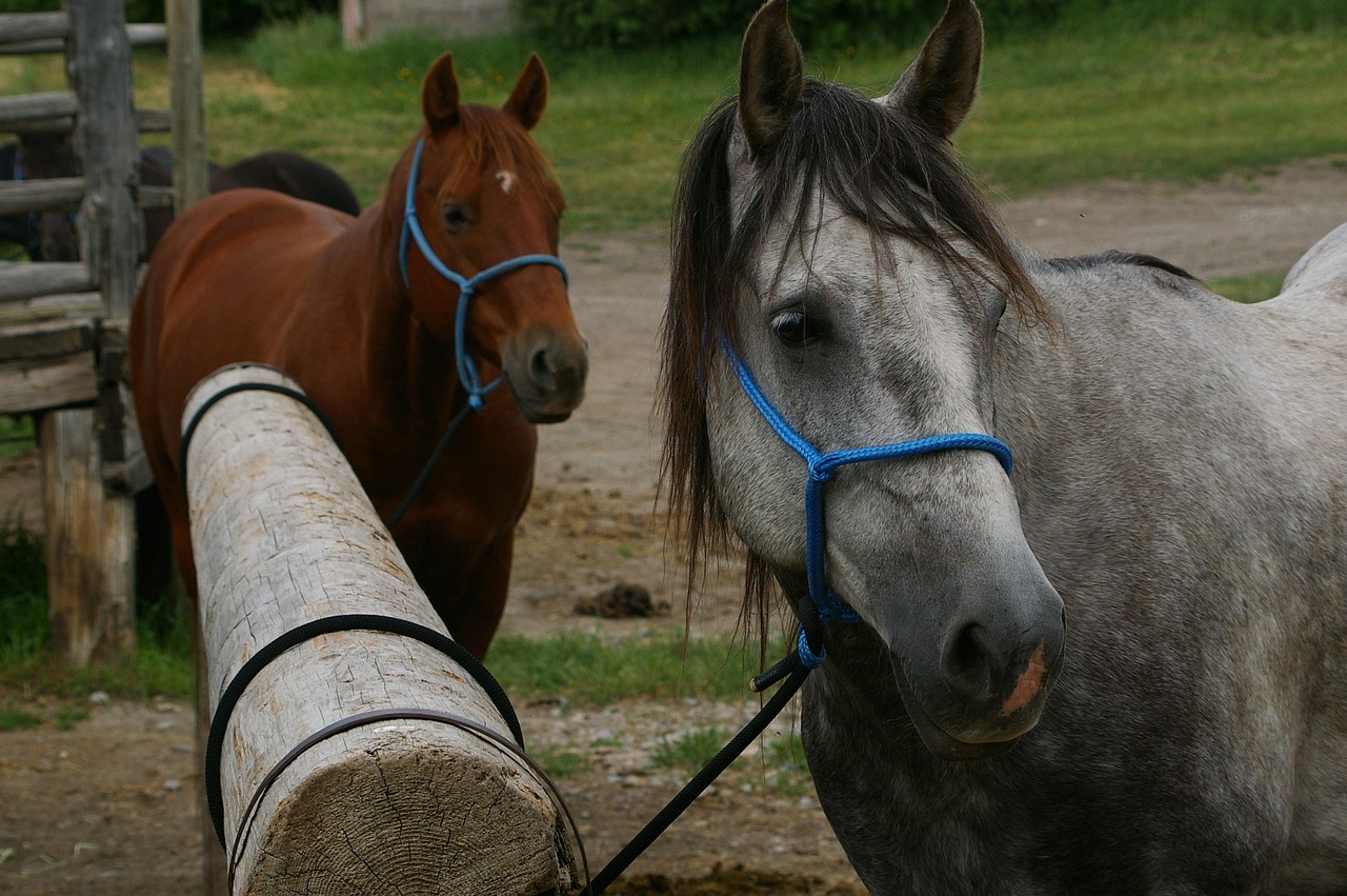 The Ultimate Guide to Horseback Riding in the Rockies